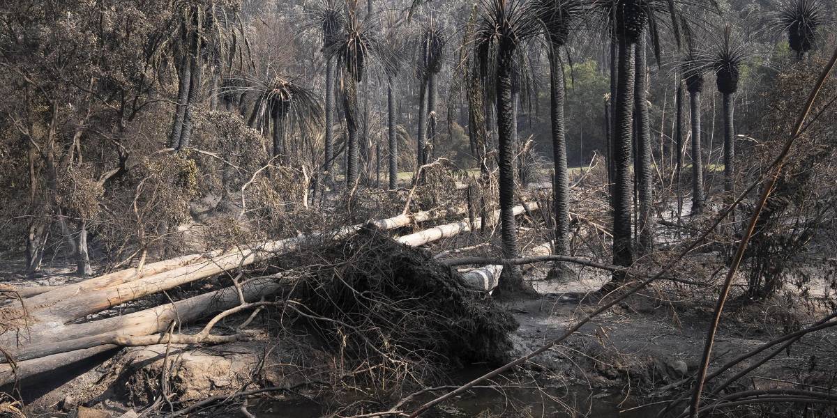 Los árboles que sobrevivieron a Hiroshima y ahora también al fuego en Viña del Mar