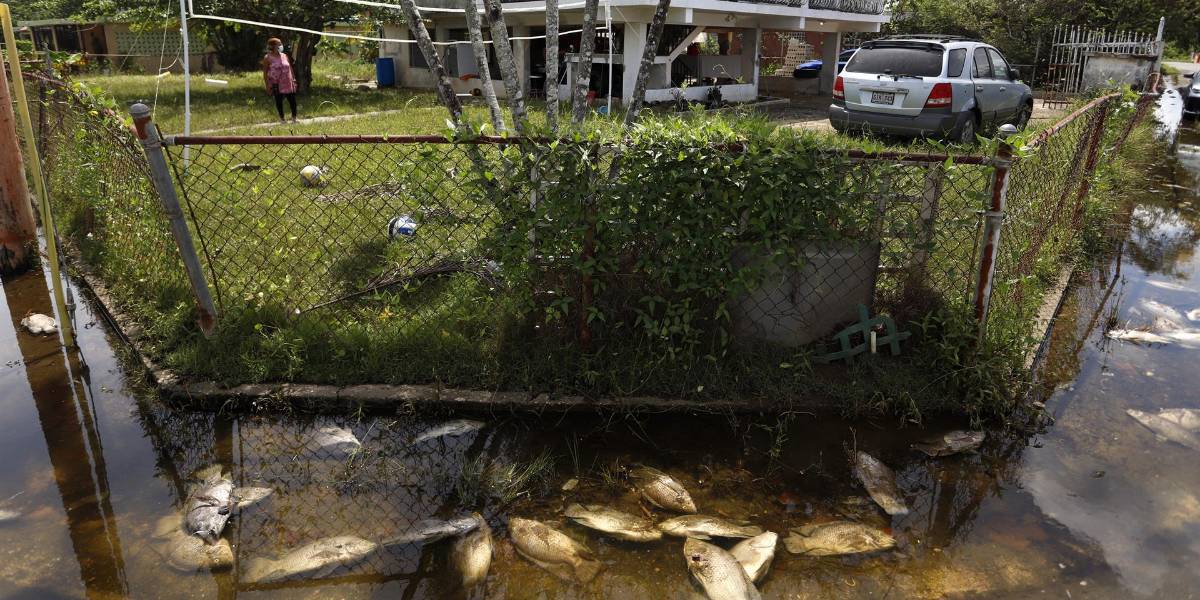 Peces nadan en las calles de un pueblo de Puerto Rico, por paso del huracán Fiona