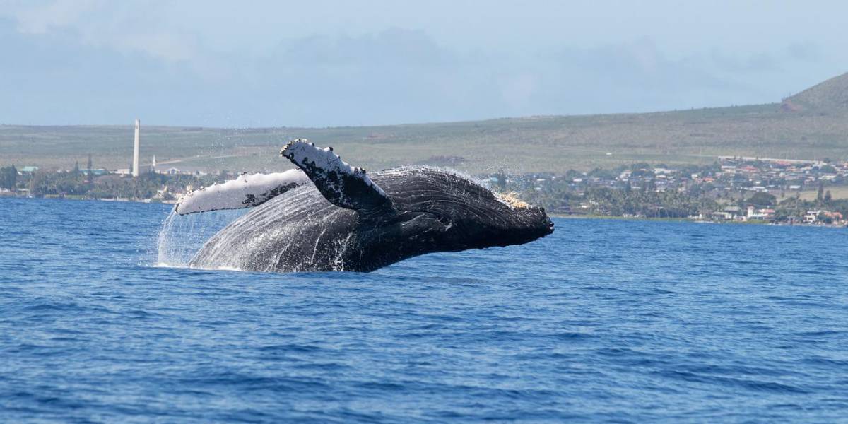 Buzo queda atrapado en boca de ballena, que luego lo escupe