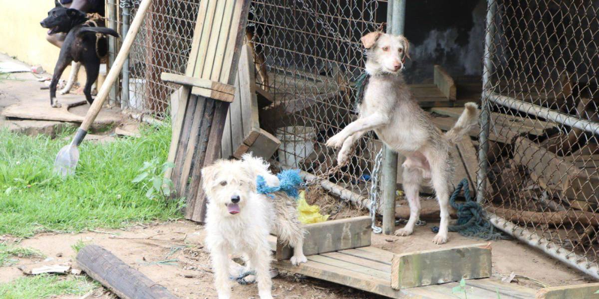 Quito: Siete perros estaban encadenados en el parque Itchimbía