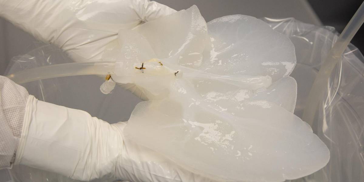 Modifican hígados de cerdo para aliviar escasez de órganos