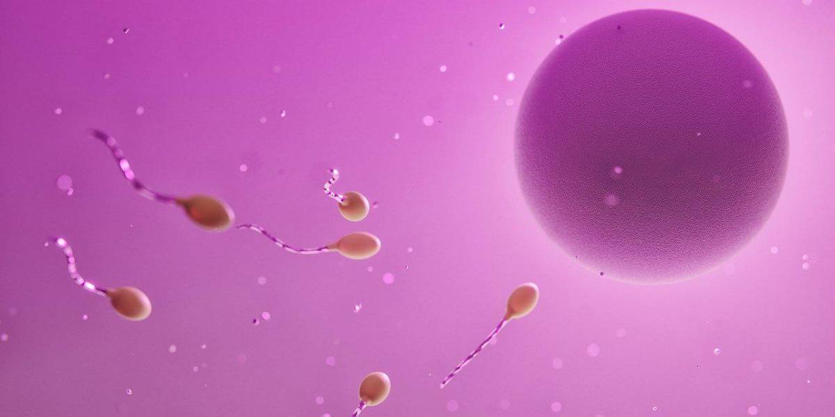 Un estudio observa diferencias en la calidad del semen en función de la localización geográfica