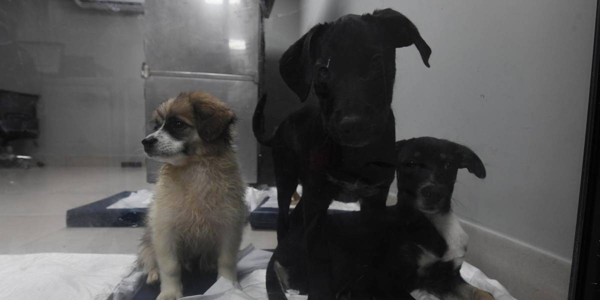 Las mascotas halladas en la cárceles de Guayaquil están siendo entregadas a los familiares de los reos