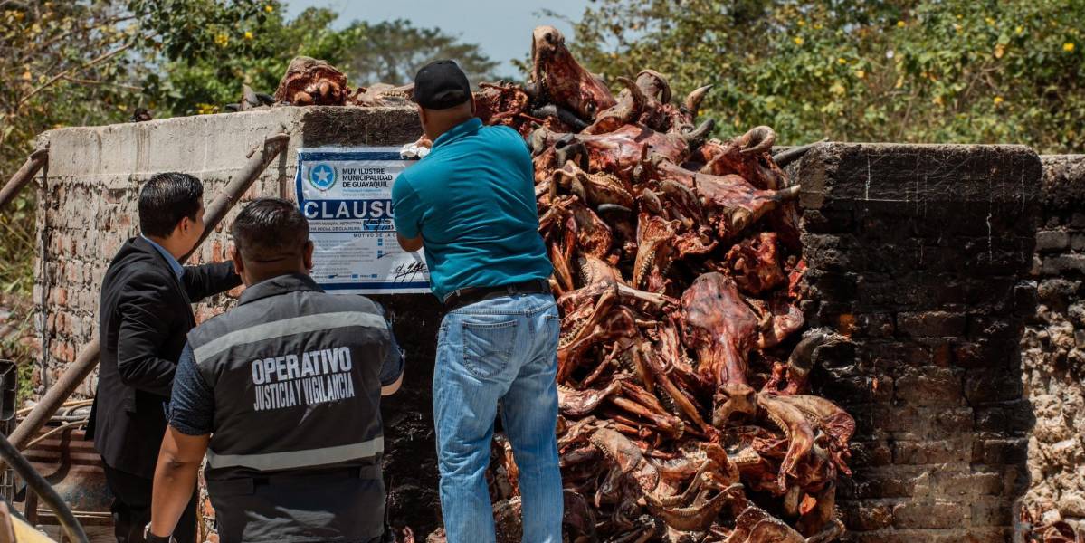 La Alcaldía de Guayaquil clausura un camal clandestino que funcionaba cerca de la Vía a la Costa