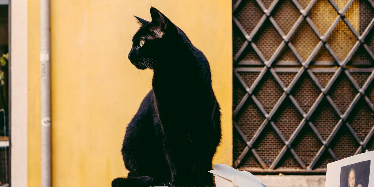 El Municipio de Guayaquil lanza campaña para evitar sacrificios de gatos negros durante Halloween
