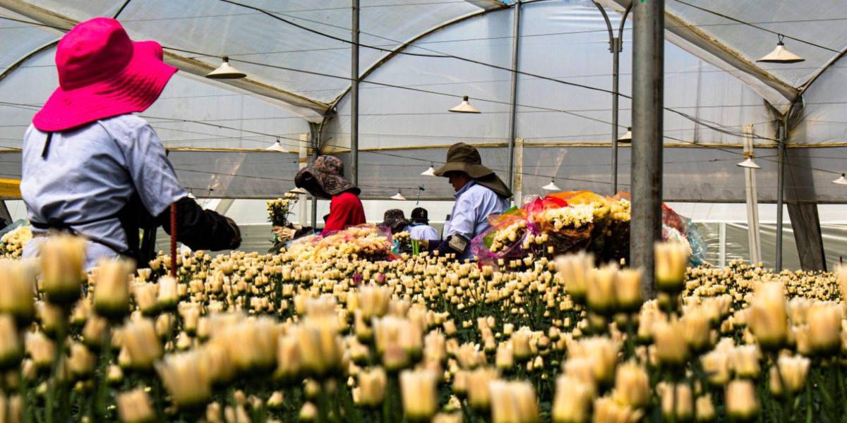 Más de $160 millones perdería el sector florícola este año por guerra en Ucrania