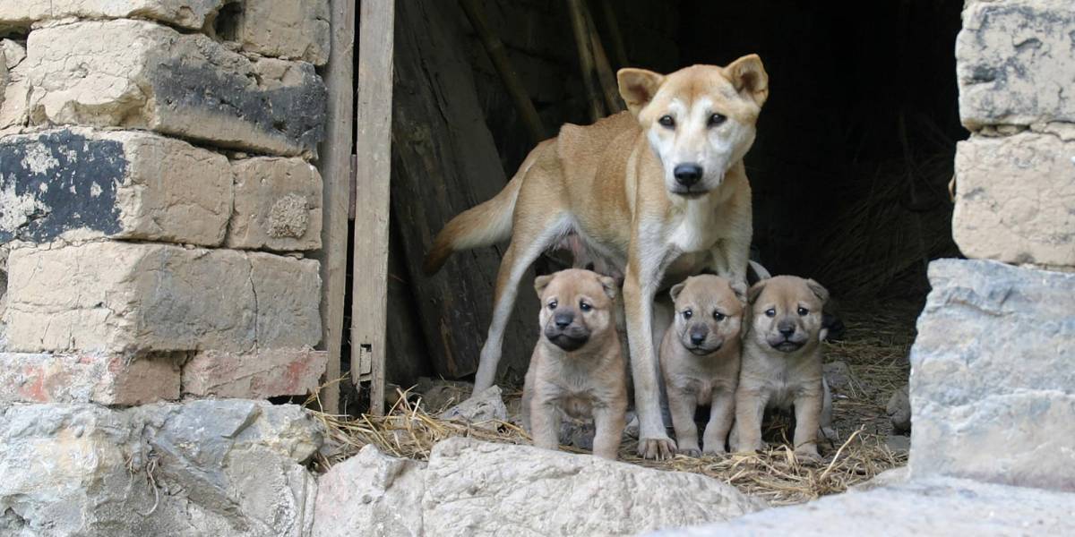 Una ciudad de Italia baja impuestos a personas que adopten perros abandonados