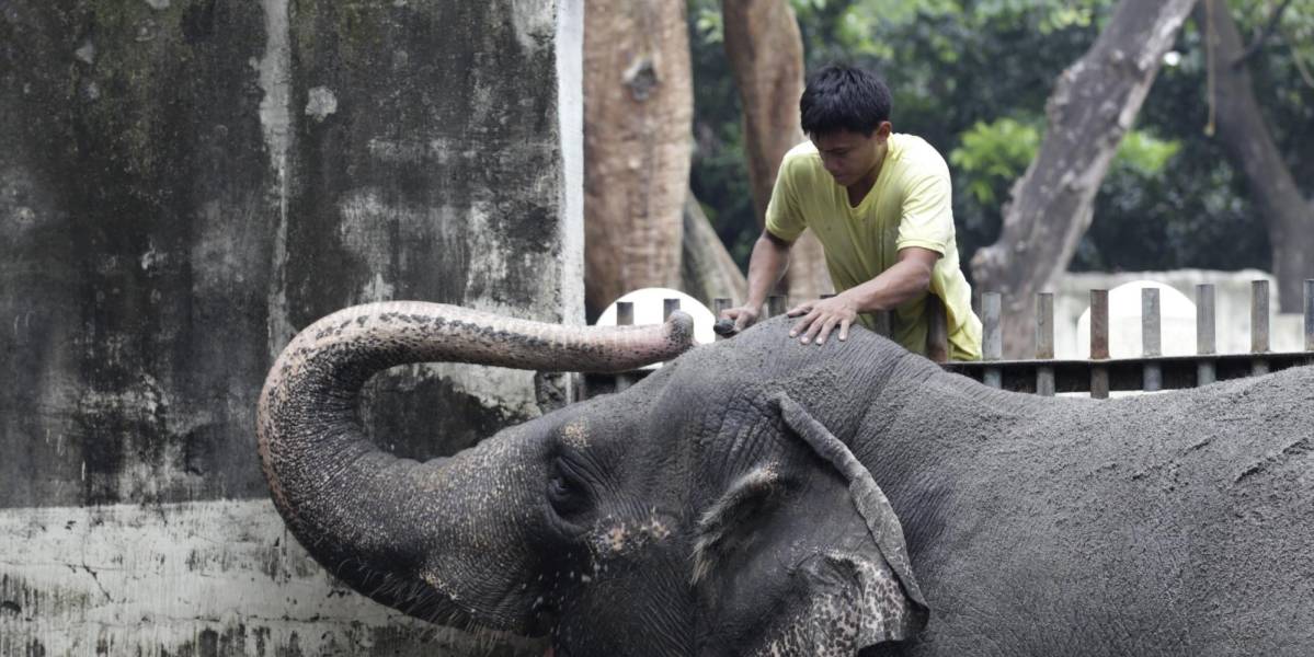 La solitaria Mali, el único elefante que quedaba en Filipinas, falleció a los 50 años