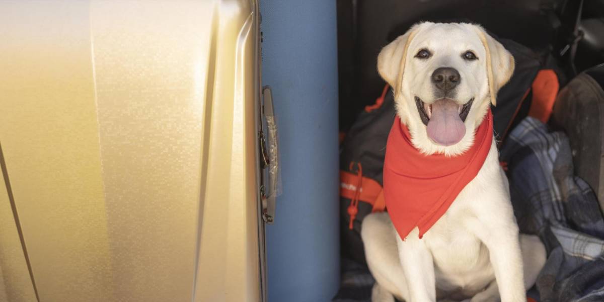 La primera aerolínea de lujo para perros empezará a operar