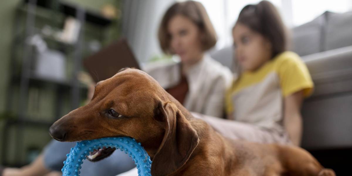 Perro masticando su juguete de plástico