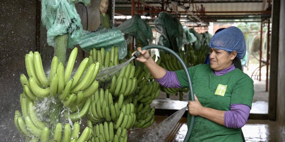 Las exportaciones de banano desde Ecuador crecieron un 1,42 % en 2024
