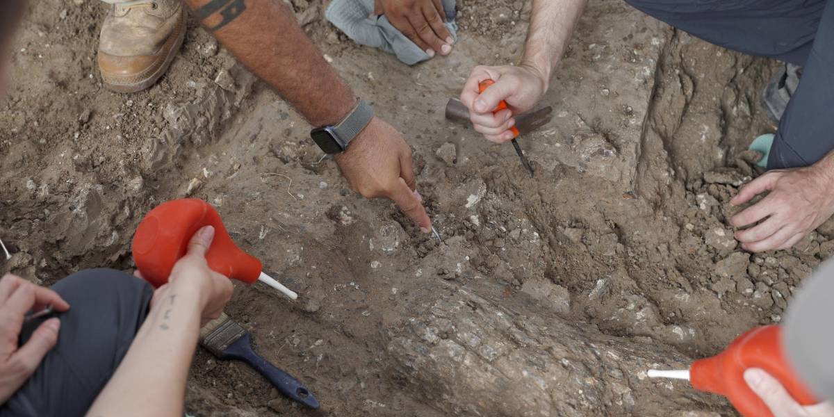Descubren en Israel un colmillo de elefante de hace medio millón de años