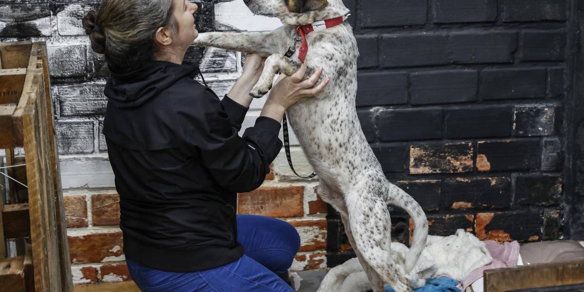 Refugios en Brasil rescatan a cientos de mascotas afectadas por las inundaciones