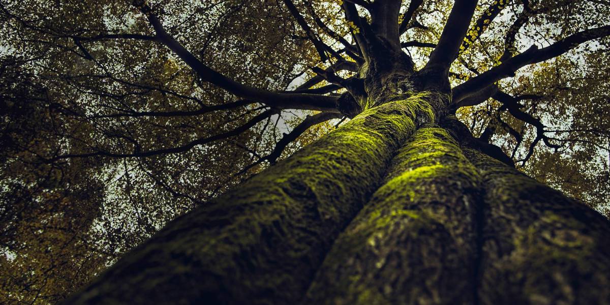 Dos nuevas especies de árboles endémicas fueron descubiertas en Ecuador