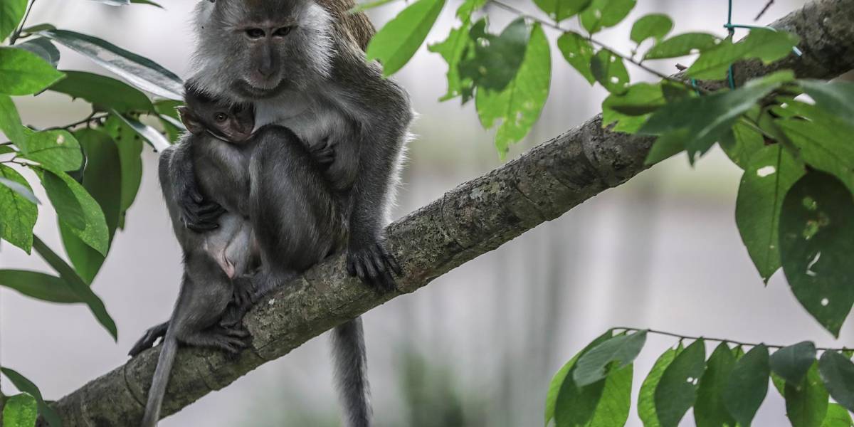El precio de los monos, utilizados para pruebas clínicas, se dispara en China