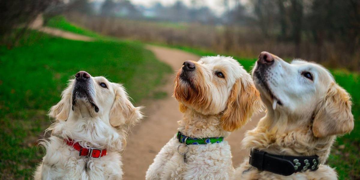 Latacunga: una mujer mató a tres perros colgándolos de un árbol y en presencia de un menor de edad