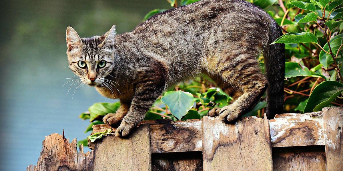 Condenado un británico a cinco años de cárcel por acuchillar a 16 gatos