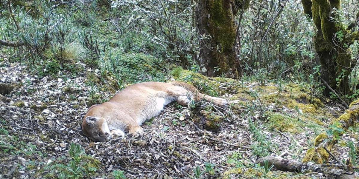 Las fotos de un puma descansando en los páramos de Pichincha enternecen las redes sociales