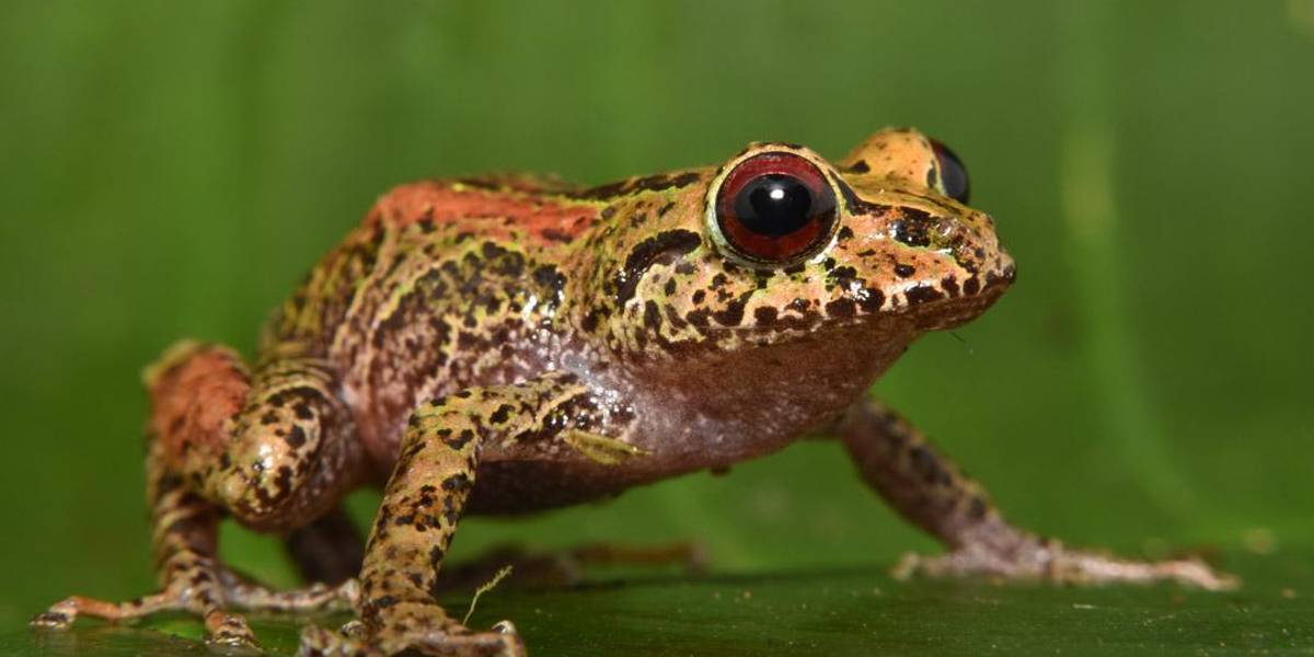 Cuatro nuevas especies de ranas fueron descubiertas en Carchi