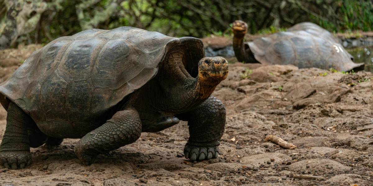La reserva de biósfera de Galápagos se amplía a más de 20 millones de hectáreas