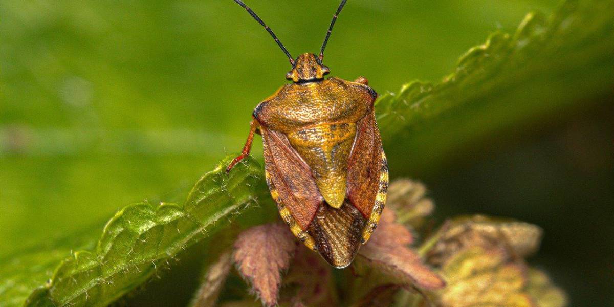 Medidas drásticas en Londres para contrarrestar la plaga de chinches proveniente de Francia