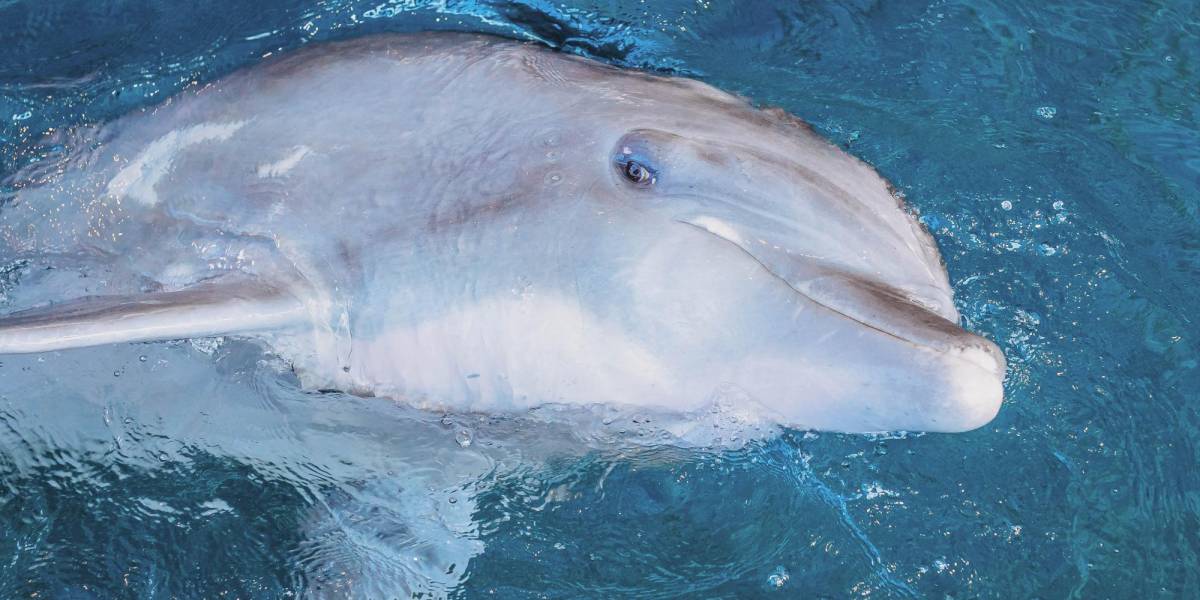Muere 'Hemingway', uno de los delfines más populares de Florida