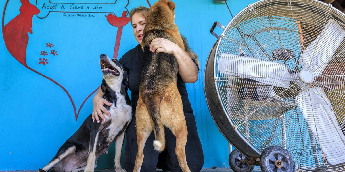 Mascotas abandonadas por migrantes deportados agravan crisis de refugios animales en EE. UU.
