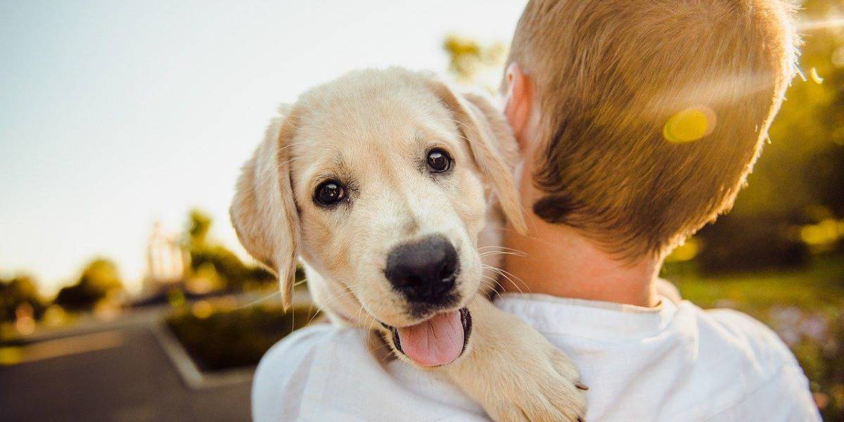 Los beneficios de acariciar a los perros para tu salud
