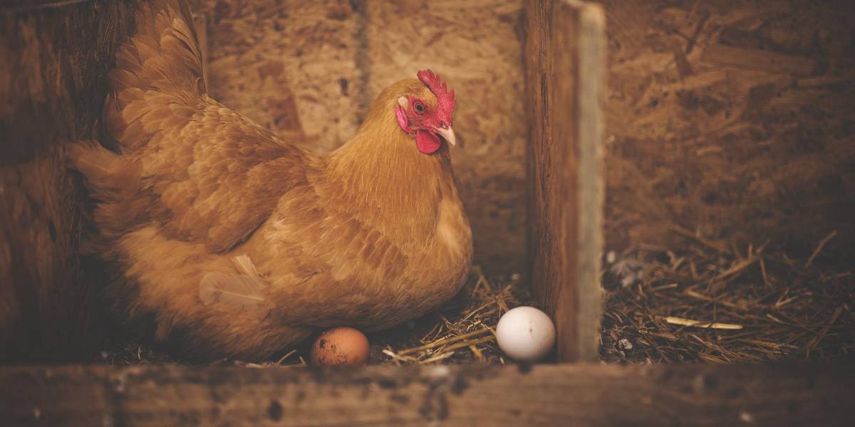 ¿Qué fue primero, el huevo o la gallina? La respuesta de la inteligencia artificial