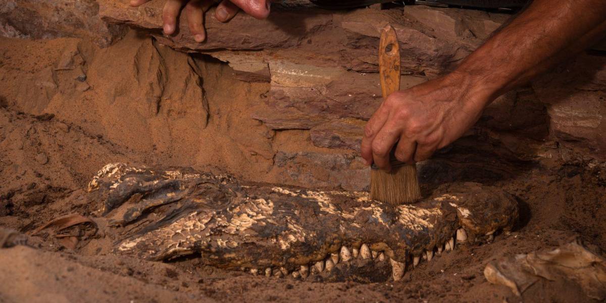 Diez momias de cocodrilos fueron encontradas en tumba egipcia