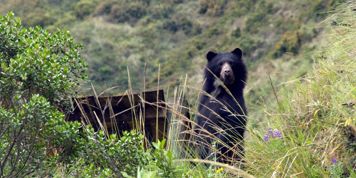 El Ministerio de Ambiente denunció en Fiscalía la cacería de un oso de anteojos en Morona Santiago