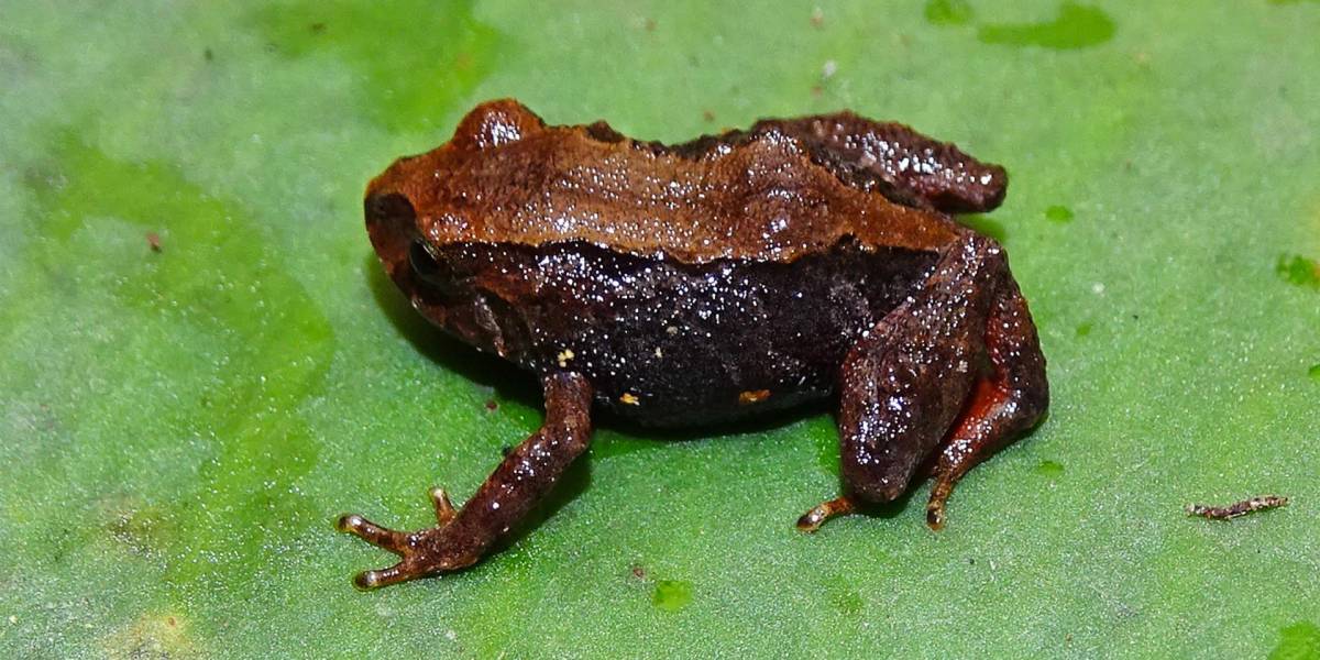 Dos nuevas especies de ranas diminutas fueron descubiertas en los bosques de Ecuador