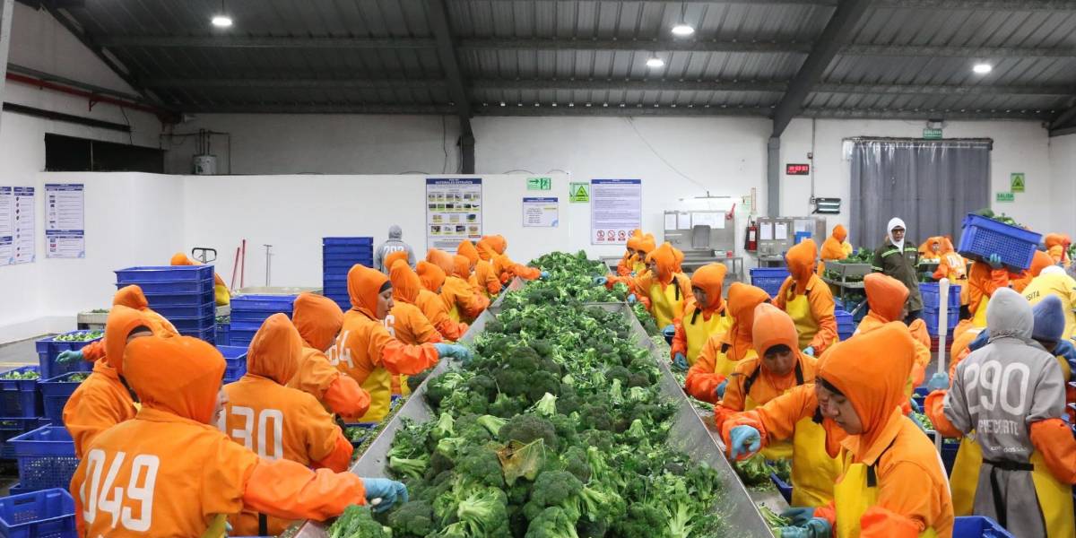 Estancamiento laboral: Ecuador aún no logra superar el número de empleos que generó antes de la pandemia