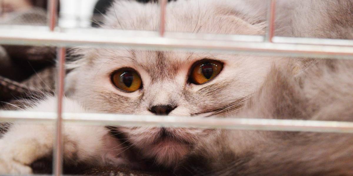 Abu Dhabi: cientos de gatos fueron abandonados en el desierto