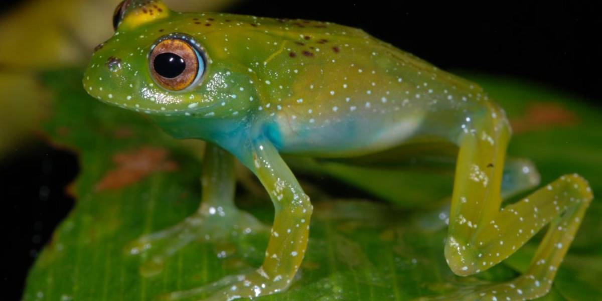 El color de sapos y ranas les ayuda a combatir los cambios ambientales, revela estudio