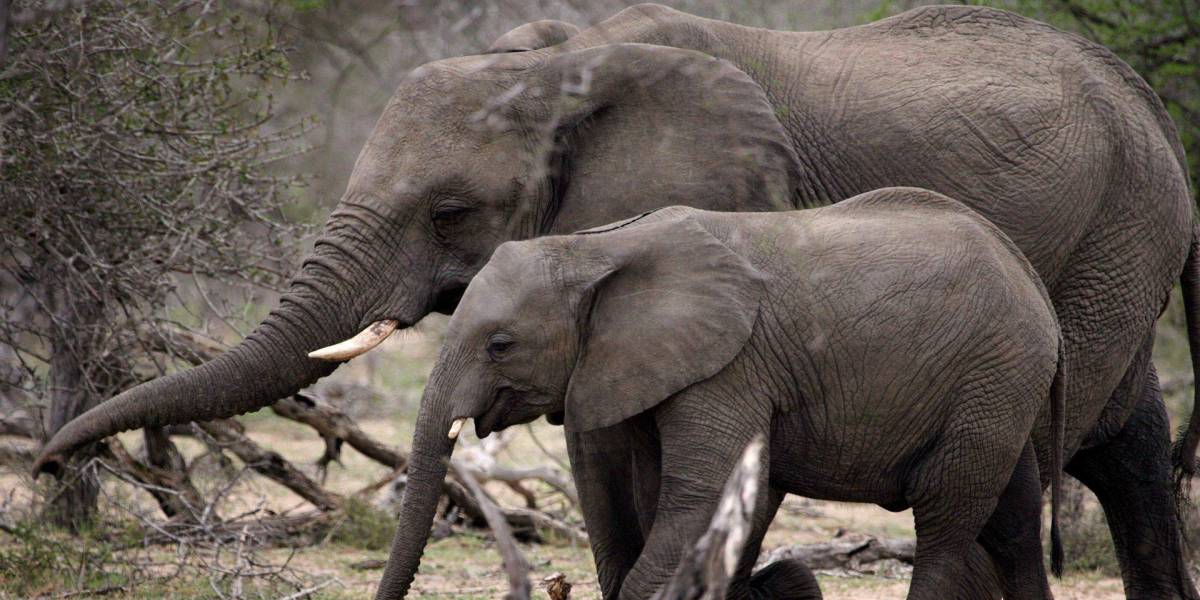 Al menos cinco elefantes murieron de sed esta semana en Zimbabue por una intensa sequía