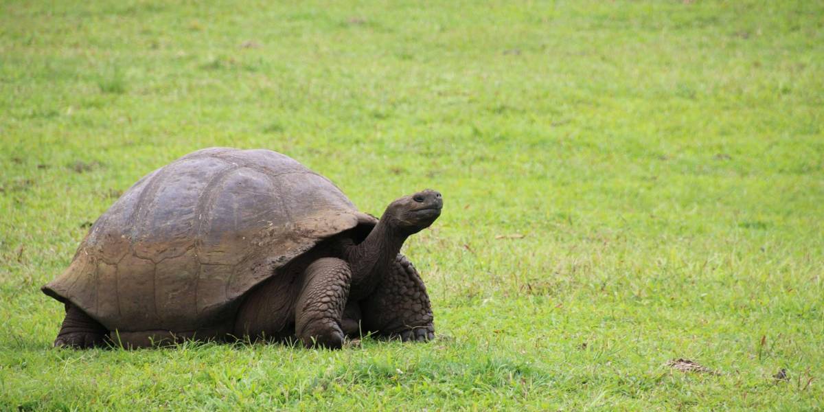 Avanza proyecto para recuperar población de tortugas Galápagos
