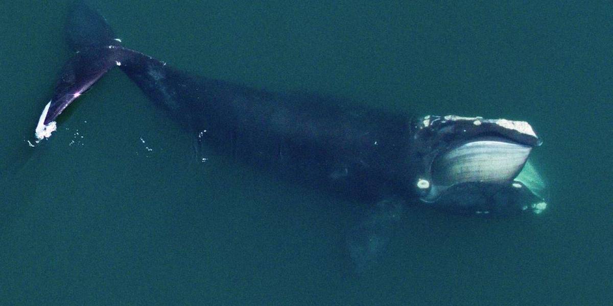 Las ballenas del Atlántico Norte son cada vez más pequeñas