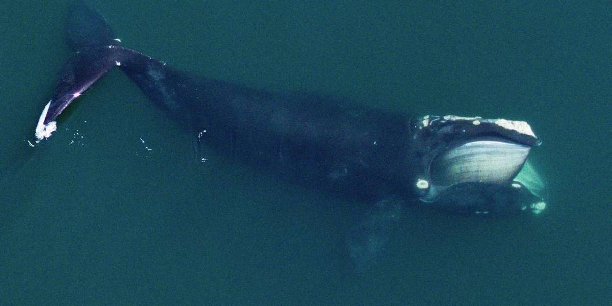 Las ballenas del Atlántico Norte son cada vez más pequeñas