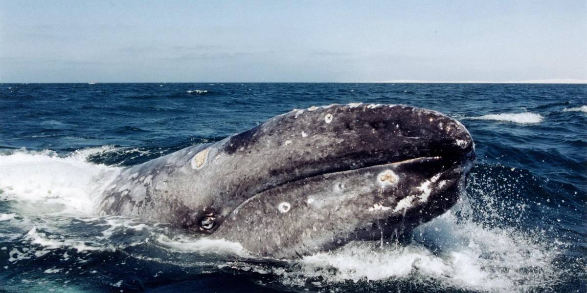 Rusia prohíbe exportación de cetáceos por seis meses