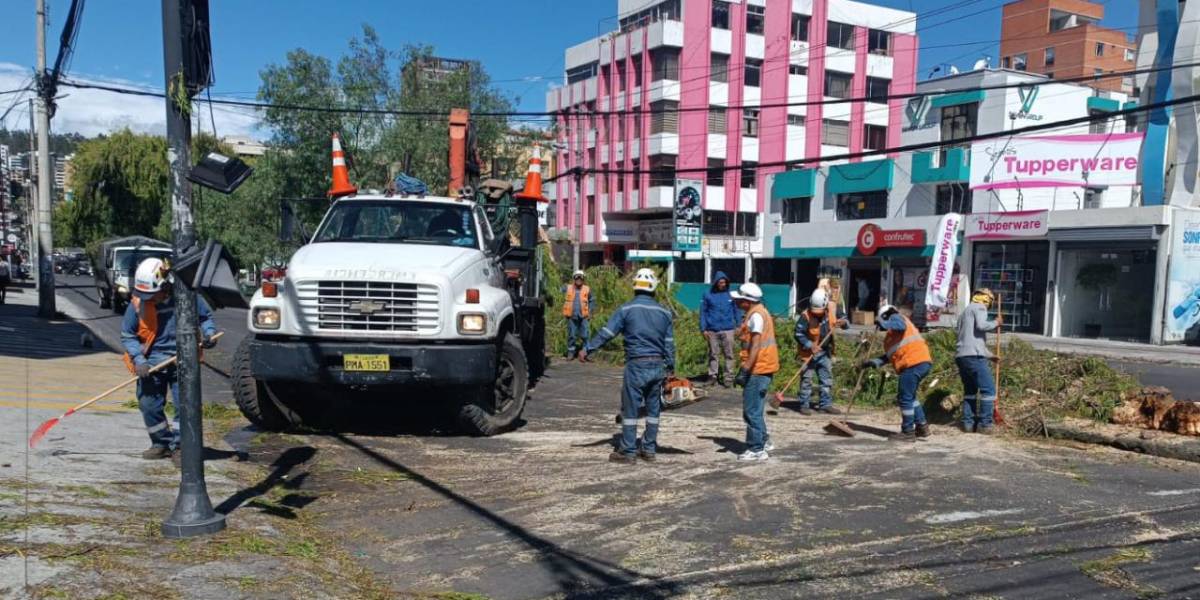 Quito: este 18 de julio se reportó la caída de siete árboles