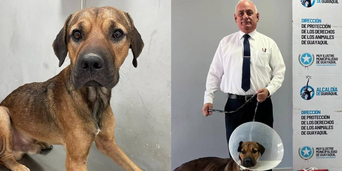 Los funcionarios del Municipio de Guayaquil rescataron un perro en el Río Guayas y lo entregaron en adopción