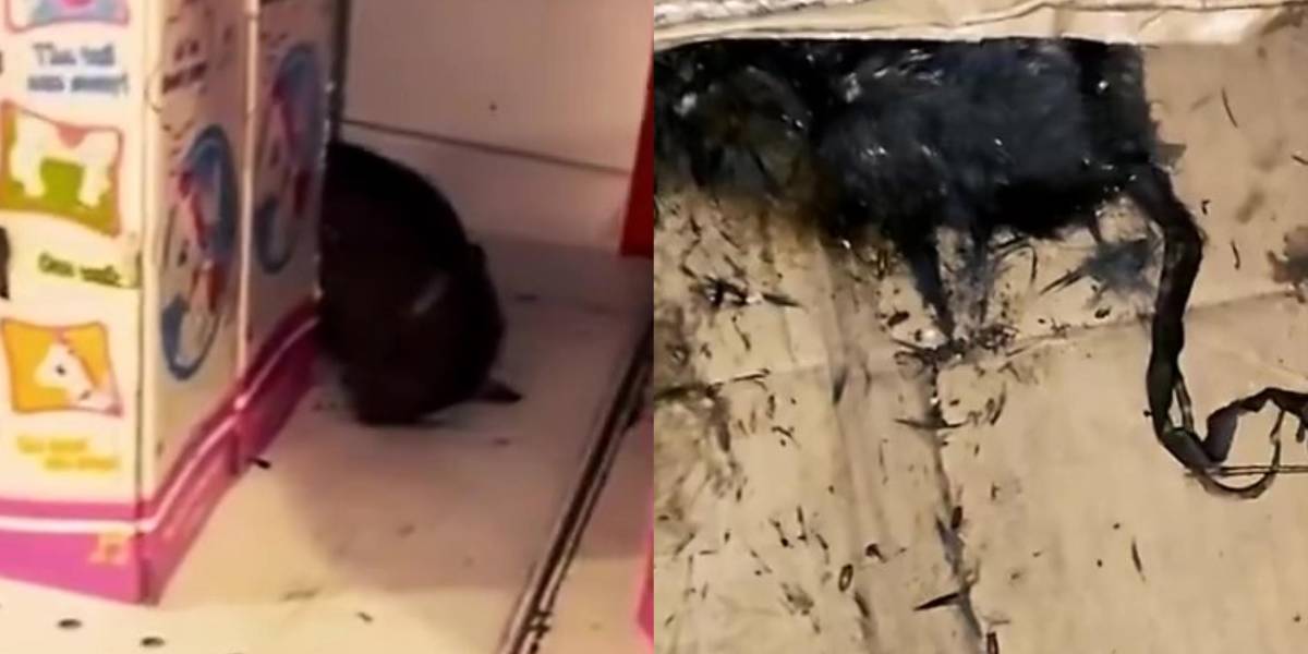 La Arcsa clausuró un supermercado en Milagro al hallar ratones en descomposición