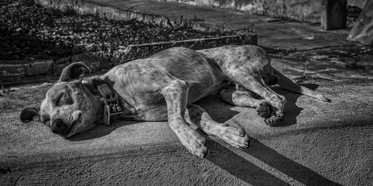 Un hombre que mató a un perro es enviado al psiquiátrico antes de su juicio en Costa Rica