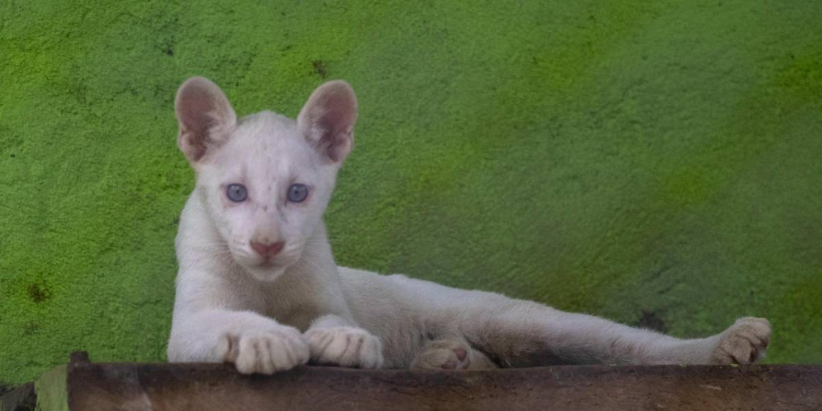 Presentan al público a Itzae el puma albino nacido en cautiverio en Nicaragua
