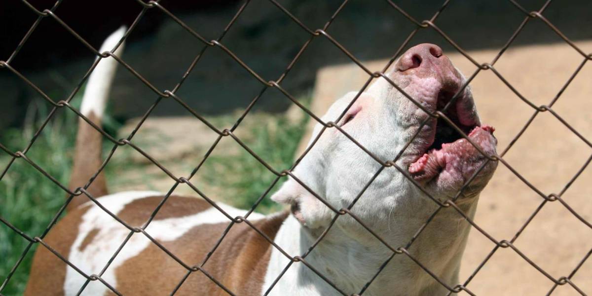Un niño de tres años muere por ataque de perro pitbull en Quito
