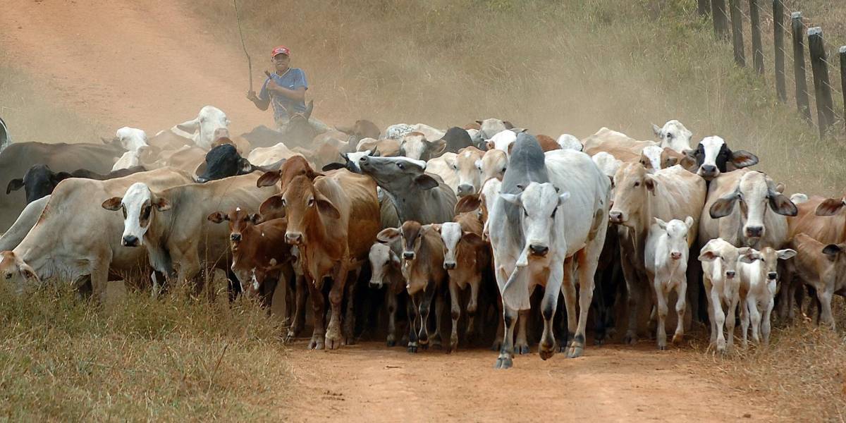 Brasil usará método que mide las emisiones de metano para impulsar la ganadería sostenible
