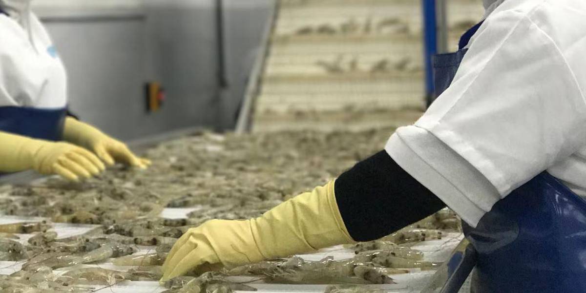 La Cámara de Acuacultura celebra que el camarón ecuatoriano regresará a Brasil