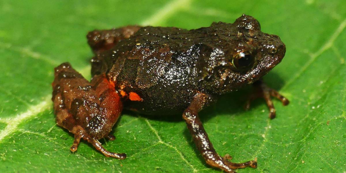 Dos nuevas especies de ranas diminutas fueron descubiertas en los bosques de Ecuador