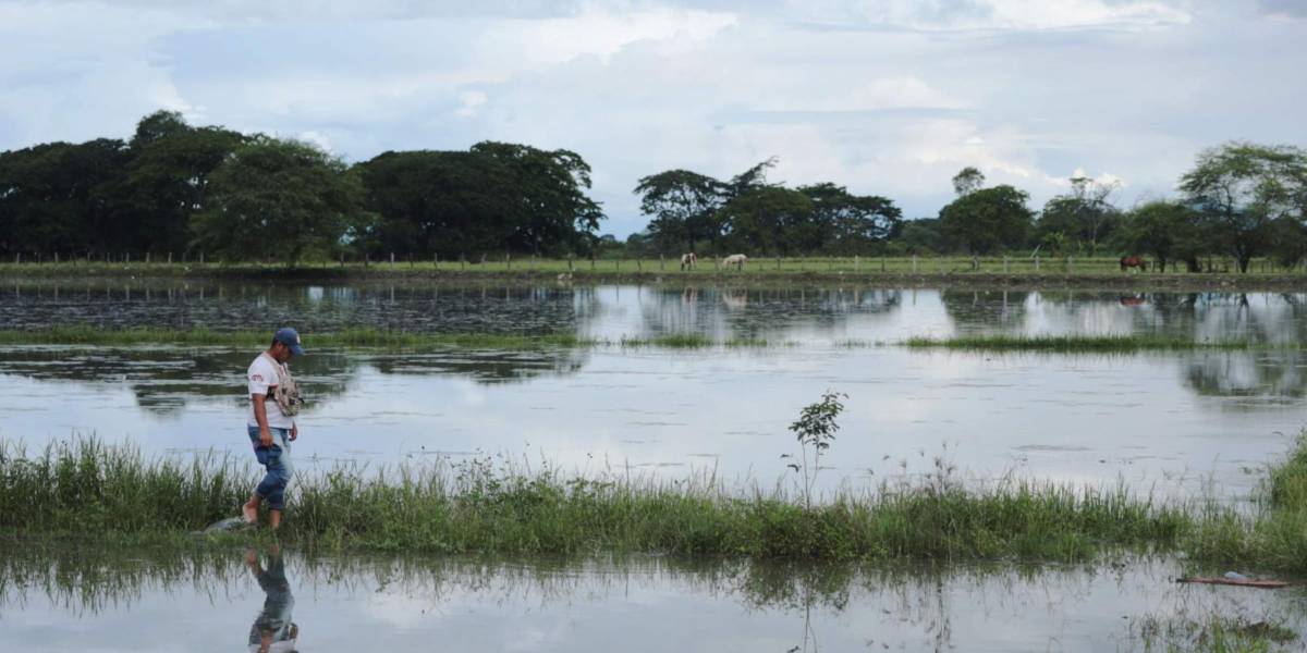 Más de mil hectáreas de cultivos han sido afectadas en todo el país por las lluvias